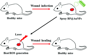 Graphical abstract: Two dimensional BP@AuNP nanocomposites for photothermal/photodynamic therapy mediated wound disinfection and infected wound healing under a single light source