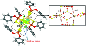 Graphical abstract: Coordination versus spodium bonds in dinuclear Zn(ii) and Cd(ii) complexes with a dithiophosphate ligand