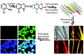 Graphical abstract: Self-assembly of a benzothiazolone conjugate into panchromatic fluorescent fibres and their application in cellular imaging