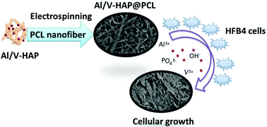 Graphical abstract: Nanofibers of polycaprolactone containing hydroxyapatite doped with aluminum/vanadate ions for wound healing applications