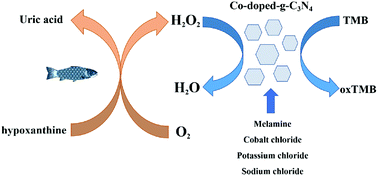 Graphical abstract: Colorimetric detection of hypoxanthine in aquatic products based on the enzyme mimic of cobalt-doped carbon nitride