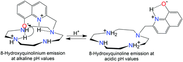 Graphical abstract: Protonation of cyclen-based chelating agents containing fluorescent moieties