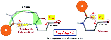 Graphical abstract: A kinetic method for detecting intramolecular peptide H-bonds