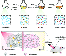 Graphical abstract: Gellan hydrogel-template synthesis of Au/MnO2 with enhanced photothermal conversion performance for localized cancer therapy