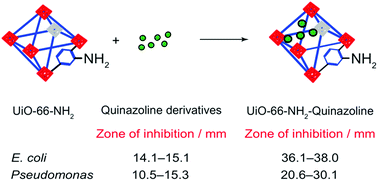 Graphical abstract: UiO-66-NH2 as an effective solid support for quinazoline derivatives for antibacterial agents against Gram-negative bacteria