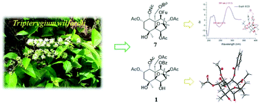 Graphical abstract: Nine new dihydro-β-agarofuran sesquiterpene polyesters from the leaves of Tripterygium wilfordii