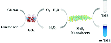 Graphical abstract: Determination of glucose by using MoS2 nanosheets as a peroxidase mimetic enzyme