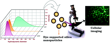 Graphical abstract: Green light-emitting BSA-conjugated dye supported silica nanoparticles for bio-imaging applications