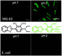 Graphical abstract: An ESIPT based versatile fluorescent probe for bioimaging live-cells and E. coli under strongly acidic conditions