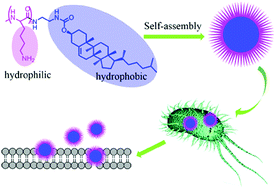 Graphical abstract: Cholesteroled polymer (Chol-b-Lys)-based nanoparticles (CL-NPs) confer antibacterial efficacy without resistance