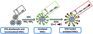 Graphical abstract: Hydrazone conjugated and DOX loaded PEGylated-Fe3O4 mesoporous magnetic nanoclusters (MNCs): hyperthermia and in vitro chemotherapy