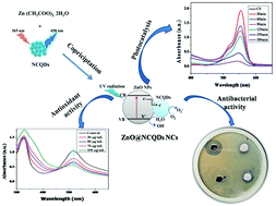 Graphical abstract: Enhanced photocatalytic degradation of Rhodamine B, antibacterial and antioxidant activities of green synthesised ZnO/N doped carbon quantum dot nanocomposites