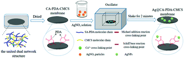 Graphical abstract: The construction of a seaweed-based antibacterial membrane loaded with nano-silver based on the formation of a dynamic united dual network structure