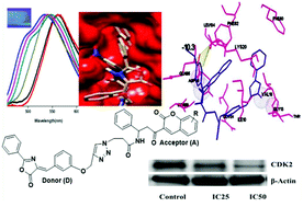 Graphical abstract: D–A systems based on oxazolone–coumarin triazoles as solid-state emitters and inhibitors of human cervical cancer cells (HeLa)