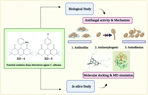 Graphical abstract: Synthesis and antifungal screening of tetramethyl hexahydro-1H-xanthene-1,8(2H)-dione derivatives as potential inhibitors of morphogenesis and biofilm formation in Candida albicans