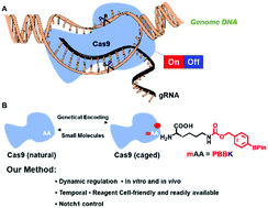 Graphical abstract: Endogenous hydrogen peroxide can efficiently regulate CRISPR-Cas9 based gene editing