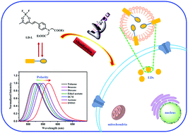 Graphical abstract: A polarity-sensitive fluorescent probe based on a difluoroboron derivative for monitoring the variation of lipid droplets