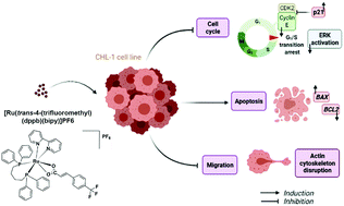 Graphical abstract: Ruthenium(ii) complex containing cinnamic acid derivative inhibits cell cycle progression at G0/G1 and induces apoptosis in melanoma cells