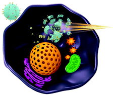 Graphical abstract: Red blood cell membrane-coated biomimetic upconversion nanoarchitectures for synergistic chemo-photodynamic therapy