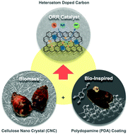 Graphical abstract: Heteroatom-doped carbon electrocatalysts prepared from marine biomass cellulose nanocrystals and bio-inspired polydopamine for the oxygen reduction reaction