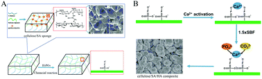 Graphical abstract: Mineralization of phosphorylated cellulose/sodium alginate sponges as biomaterials for bone tissue engineering