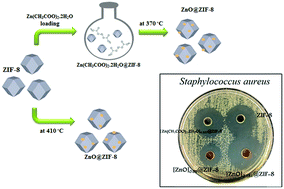 Graphical abstract: Optimizing the metal ion release and antibacterial activity of ZnO@ZIF-8 by modulating its synthesis method