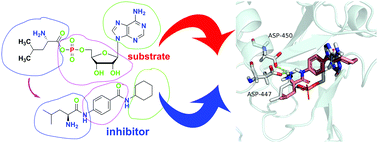 Graphical abstract: Design and synthesis of leucylaniline derivatives as leucyl-tRNA synthetase inhibitors