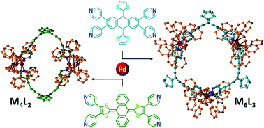 Graphical abstract: Comparing the self-assembly processes of two redox-active exTTF-based regioisomer ligands