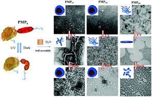 Graphical abstract: Photo-controlled self-assembly behavior of novel amphiphilic polymers with a rosin-based azobenzene group