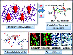Graphical abstract: Structural topologies involving energetically significant antiparallel π-stacking and unconventional N(nitrile)⋯π(fumarate) contacts in dinuclear Zn(ii) and polymeric Mn(ii) compounds: antiproliferative evaluation and theoretical studies