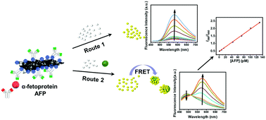 Graphical abstract: Ratiometric fluorescence immunoassay based on MnO2–o-phenylenediamine–fluorescent carbon nanodots for the detection of α-fetoprotein via fluorescence resonance energy transfer