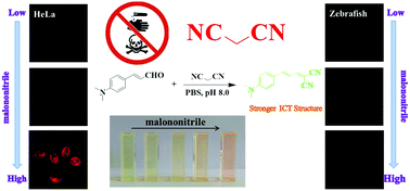 Graphical abstract: Discovery of a highly selective and ultra-sensitive colorimetric fluorescent probe for malononitrile and its applications in living cells and zebrafish