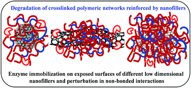 Graphical abstract: Insights into enzymatic degradation of physically crosslinked hydrogels anchored by functionalized carbon nanofillers