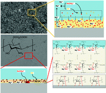 Graphical abstract: Na2SnO3 functions as outstanding magnesium alloy passivator by synergistic effect with trace carboxymethyl chitosan for Mg–air batteries for standby protection