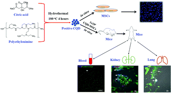 Graphical abstract: Developing electropositive citric acid–polyethylenimine carbon quantum dots with high biocompatibility and labeling performance for mesenchymal stem cells in vitro and in vivo