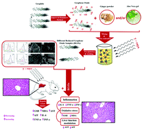 Graphical abstract: Radiation-assisted reduction of graphene oxide by aloe vera and ginger and their antioxidant and anti-inflammatory roles against male mice liver injury induced by gamma radiation