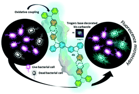 Graphical abstract: Rationally designed Tröger's base decorated bis-carbazoles as twisted solid-state emitting materials and dead bacterial cell imaging