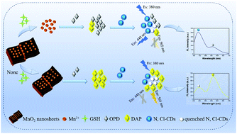 Graphical abstract: A ratiometric fluorescence platform composed of MnO2 nanosheets and nitrogen, chlorine co-doped carbon dots and its logic gate performance for glutathione determination