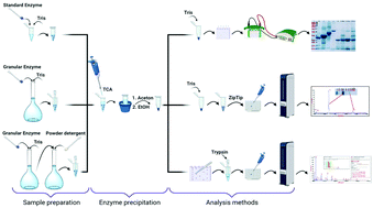 Graphical abstract: Identification of industrial detergent enzymes by SDS-PAGE and MALDI-TOF mass spectrometry