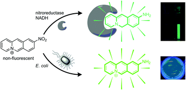 Graphical abstract: 9-Nitrobenzo[b]quinolizinium as a fluorogenic probe for the detection of nitroreductase in vitro and in Escherichia coli