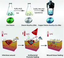 Graphical abstract: Copper deposited diatom-biosilica with enhanced photothermal and photodynamic performance for infected wound therapy