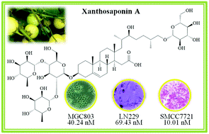 Graphical abstract: Xanthosaponins A and B, two unusual steroidal saponins with an unprecedented 16,17-seco-cholestane skeleton from Solanum xanthocarpum and their cytotoxic activities