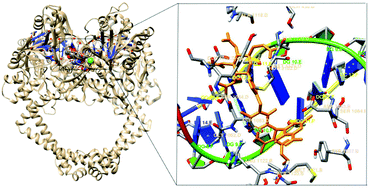 Graphical abstract: Synthesis, biological evaluation and induced fit docking simulation study of d-glucose-conjugated 1H-1,2,3-triazoles having 4H-pyrano[2,3-d]pyrimidine ring as potential agents against bacteria and fungi