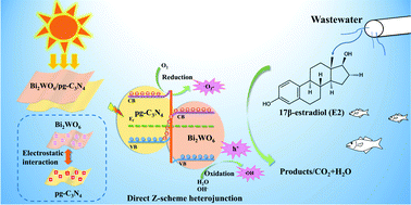 Graphical abstract: 2D/2D Bi2WO6/Protonated g-C3N4 step-scheme heterojunctions for enhancing the photodegradation of 17β-estradiol: promotional role of electrostatic interaction