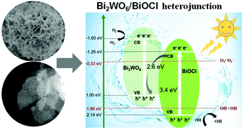 Graphical abstract: Construction of a hydrangea-like Bi2WO6/BiOCl composite as a high-performance photocatalyst