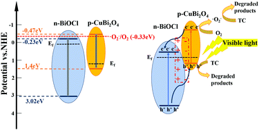 Graphical abstract: One-pot hydrothermal synthesis of CuBi2O4/BiOCl p–n heterojunction with enhanced photocatalytic performance for the degradation of tetracycline hydrochloride under visible light irradiation