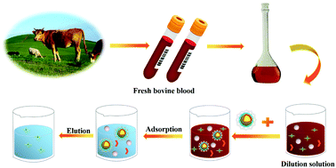 Graphical abstract: Preparation of carbon-based metal organic framework-modified molecularly imprinted polymers for selective recognition of bovine hemoglobin in biological samples