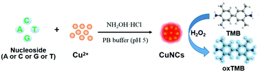 Graphical abstract: Nucleoside-regulated catalytic activity of copper nanoclusters and their application for mercury ion detection