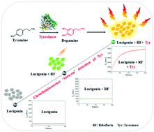 Graphical abstract: Chemiluminescence “turn-on” detection of tyrosinase activity via in situ generation of dopamine based on a lucigenin and riboflavin system