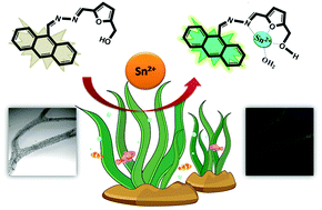 Graphical abstract: Easy and rapid chemosensing method for the identification of accumulated tin in algae: a strategy to protect a marine eco-system